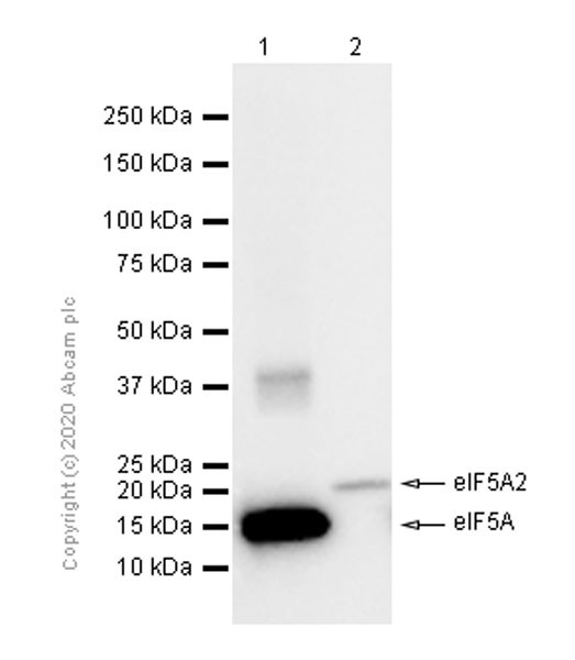 Western blot - Anti-eIF5A antibody [EP526Y] - BSA and Azide free (AB239816), expandable thumbnail