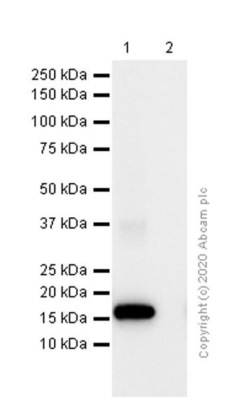 Western blot - Anti-eIF5A antibody [EP527Y] (AB32407), expandable thumbnail