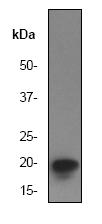 Western blot - Anti-eIF5A antibody [EP527Y] (AB32407), expandable thumbnail