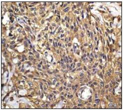 Immunohistochemistry (Formalin/PFA-fixed paraffin-embedded sections) - Anti-eIF5A antibody [EP527Y] - BSA and Azide free (AB247255)