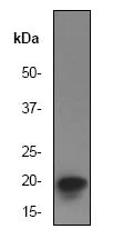 Western blot - Anti-eIF5A antibody [EP527Y] - BSA and Azide free (AB247255)