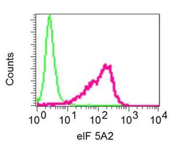 Flow Cytometry (Intracellular) - Anti-eIF5A2 + eIF5A antibody [EPR7411-105] (AB150403)