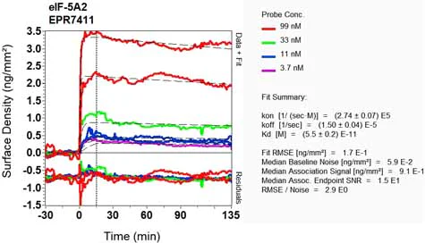 OI-RD Scanning - Anti-eIF5A2 + eIF5A antibody [EPR7411-6] - BSA and Azide free (AB248154)