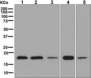 Western blot - Anti-eIF5A2 + eIF5A antibody [EPR7411-6] - BSA and Azide free (AB248154)