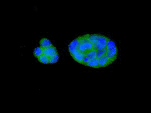 Immunocytochemistry/ Immunofluorescence - Anti-eIF5A2 + eIF5A antibody [EPR7412-47] (AB126733), expandable thumbnail