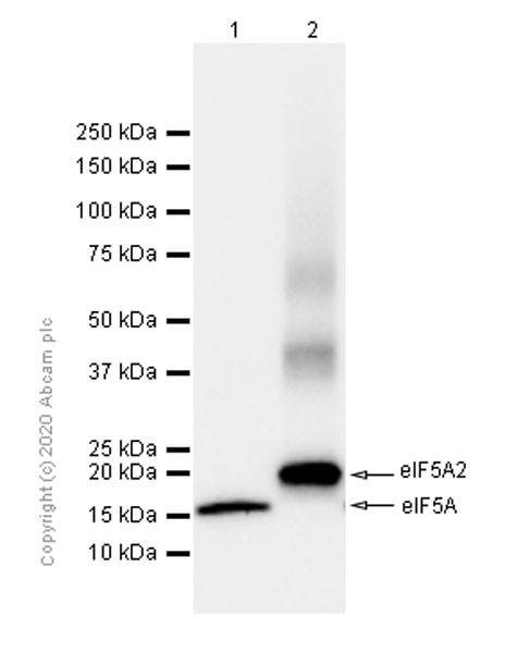 Western blot - Anti-eIF5A2 + eIF5A antibody [EPR7412-47] (AB126733), expandable thumbnail