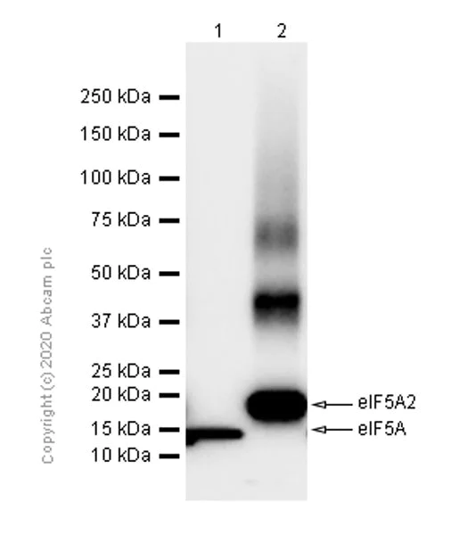 Western blot - Anti-eIF5A2 + eIF5A antibody [EPR7412-50] - BSA and Azide free (AB271915)