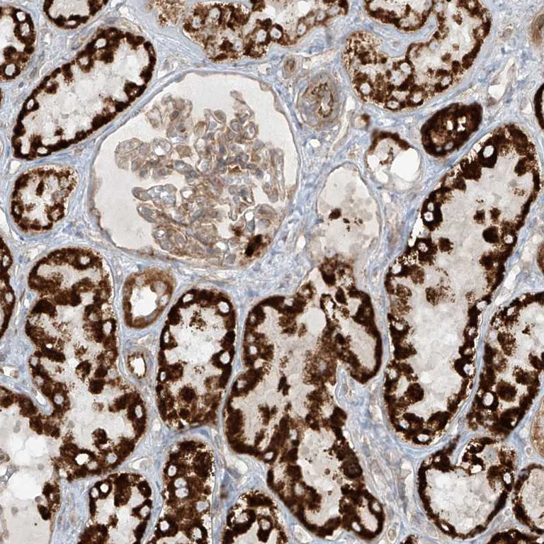 Immunohistochemistry (Formalin/PFA-fixed paraffin-embedded sections) - Anti-EIF5B antibody (AB251824)