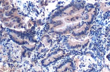 Immunohistochemistry (Formalin/PFA-fixed paraffin-embedded sections) - Anti-EIF6 antibody [HL1758] (AB308374)