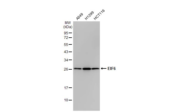 Western blot - Anti-EIF6 antibody [HL1758] (ab308374), expandable thumbnail