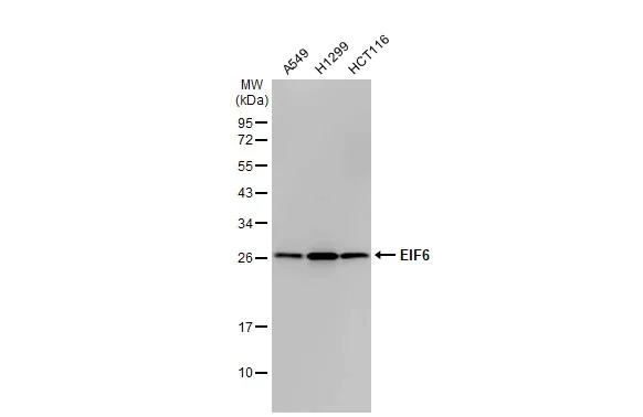 Western blot - Anti-EIF6 antibody [HL1758] (AB308374)