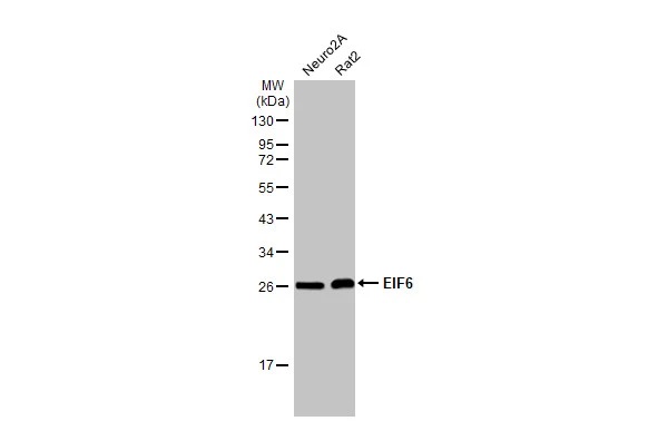 Western blot - Anti-EIF6 antibody [HL1758] (AB308374), expandable thumbnail