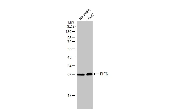 Western blot - Anti-EIF6 antibody [HL1758] (AB308374)