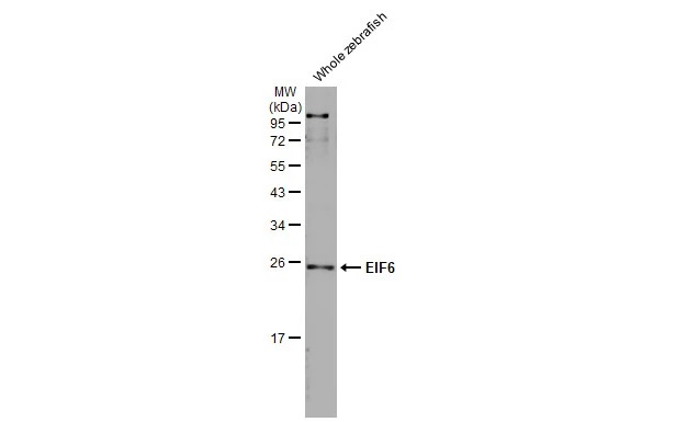 Western blot - Anti-EIF6 antibody [HL1758] (AB308374), expandable thumbnail