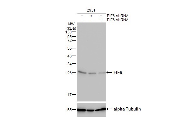 Western blot - Anti-EIF6 antibody [HL1758] (AB308374), expandable thumbnail