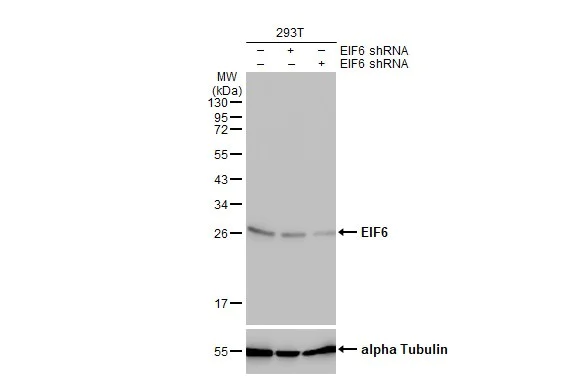 Western blot - Anti-EIF6 antibody [HL1758] (AB308374)