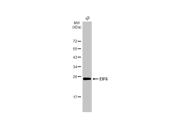 Western blot - Anti-EIF6 antibody [HL1758] (AB308374)