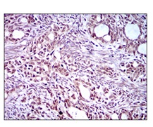 Immunohistochemistry (Formalin/PFA-fixed paraffin-embedded sections) - Anti-EKLF / KLF1 antibody [1B6A3] (AB175372)