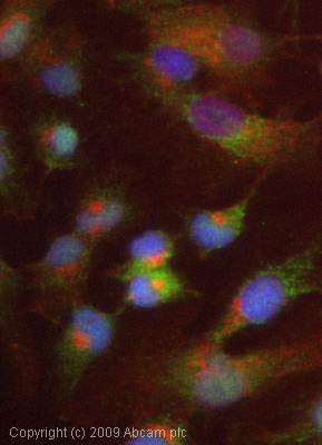Immunocytochemistry/ Immunofluorescence - Anti-Elafin/ESI antibody (AB46774), expandable thumbnail