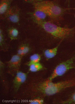 Immunocytochemistry/ Immunofluorescence - Anti-Elafin/ESI antibody (AB46774)