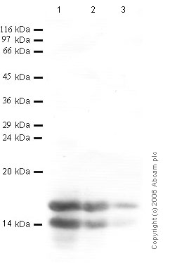 Western blot - Anti-Elafin/ESI antibody (AB46774), expandable thumbnail
