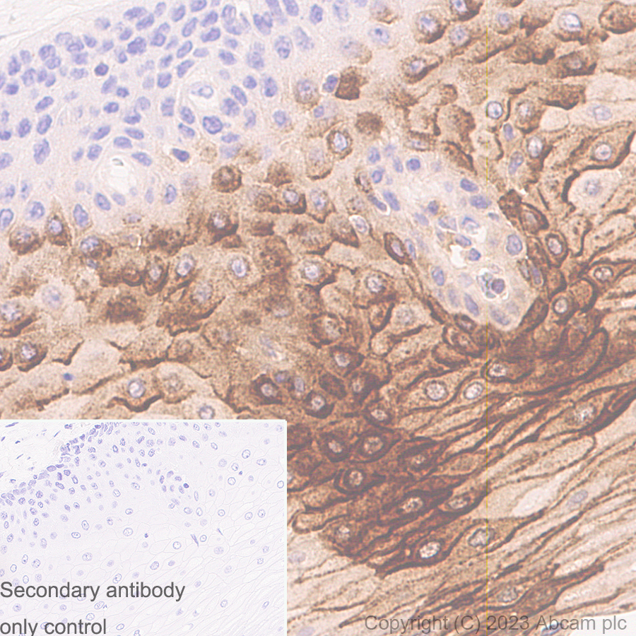 Immunohistochemistry (Formalin/PFA-fixed paraffin-embedded sections) - Anti-Elafin/ESI antibody [EPR14631] - BSA and Azide free (AB236135), expandable thumbnail