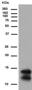 Western blot - Anti-Elafin/ESI antibody [EPR14631] - BSA and Azide free (AB236135)