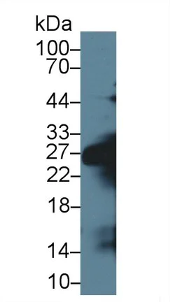 Western blot - Anti-Elastase-1 antibody (AB231117)