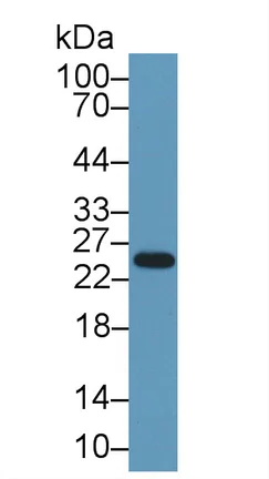 Western blot - Anti-Elastase-1 antibody (AB231120)