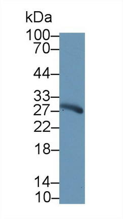 Western blot - Anti-Elastase 3A antibody (AB232708), expandable thumbnail