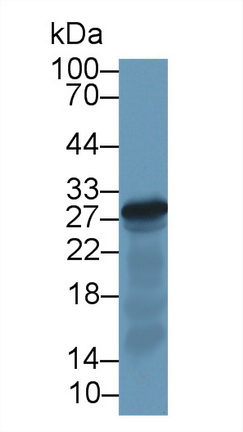 Western blot - Anti-Elastase 3A antibody (AB232708), expandable thumbnail