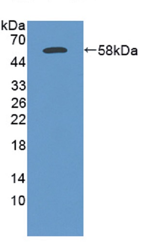 Western blot - Anti-Elastase 3A antibody (AB232708), expandable thumbnail