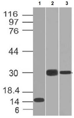 Western blot - Anti-Elastase antibody [CELA3B/1218] - BSA and Azide free (AB212377)