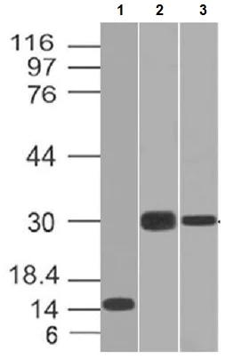 Western blot - Anti-Elastase antibody [CELA3B/1218] - BSA and Azide free (AB212377)