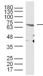 Western blot - Anti-Elastin antibody (AB217356)