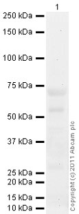 Western blot - Anti-Elastin antibody [BA-4] (AB9519)