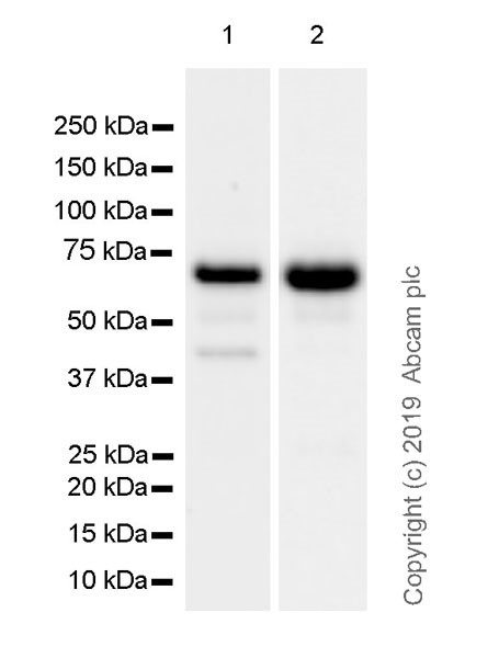 Western blot - Anti-Elastin antibody [BA-4] - BSA and Azide free (AB269450)