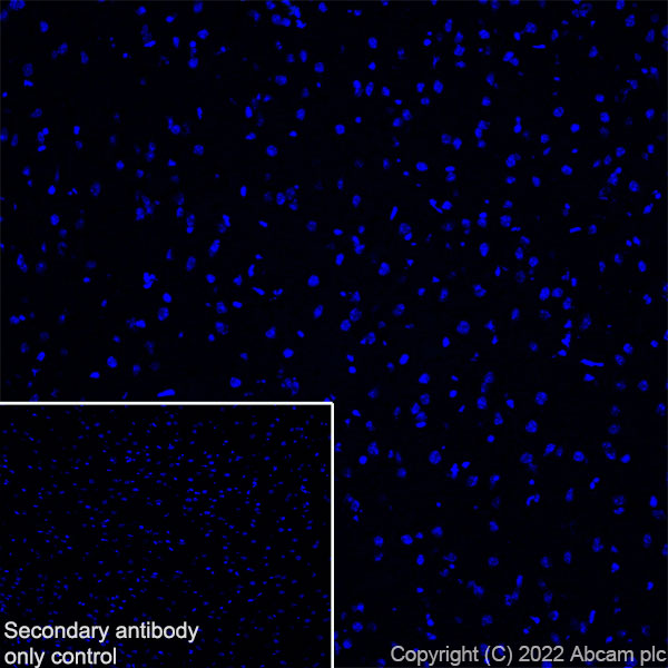 Immunohistochemistry (Frozen sections) - Anti-Elastin antibody [EPR26834-89] (ab307150), expandable thumbnail