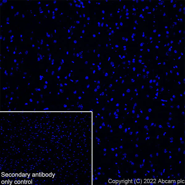 Immunohistochemistry (Frozen sections) - Anti-Elastin antibody [EPR26834-89] (AB307150)