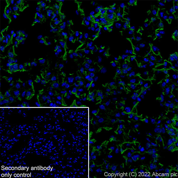 Immunohistochemistry (Frozen sections) - Anti-Elastin antibody [EPR26834-89] (AB307150), expandable thumbnail