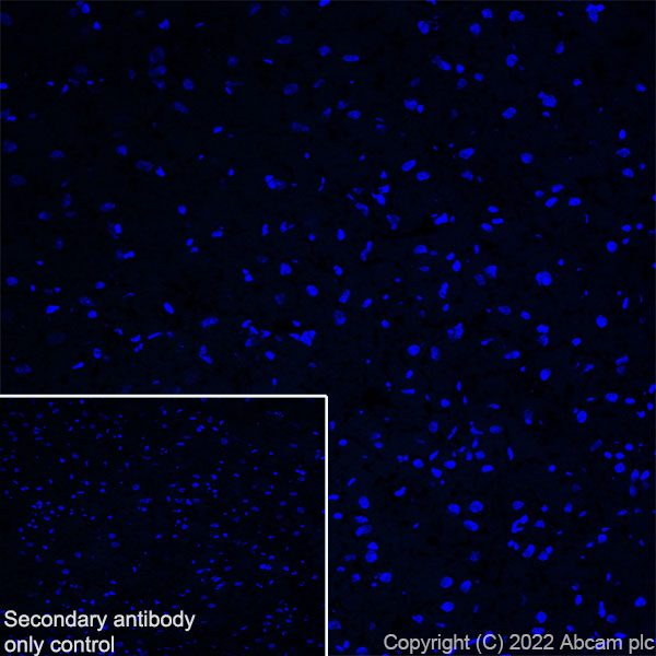 Immunohistochemistry (Frozen sections) - Anti-Elastin antibody [EPR26834-89] (AB307150), expandable thumbnail