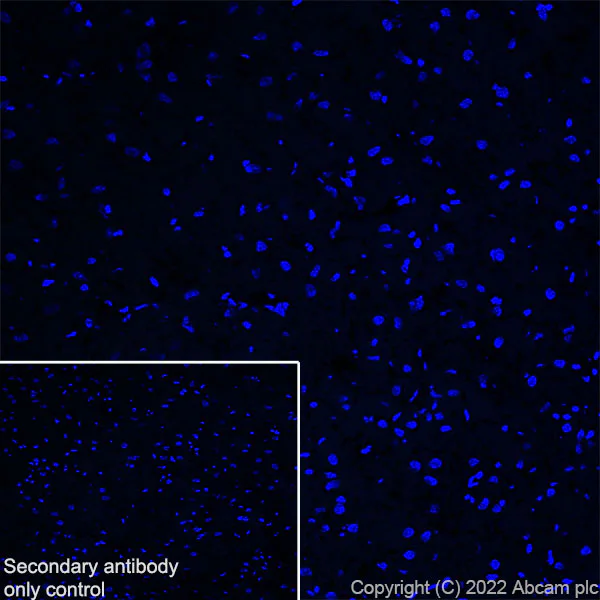 Immunohistochemistry (Frozen sections) - Anti-Elastin antibody [EPR26834-89] (AB307150)