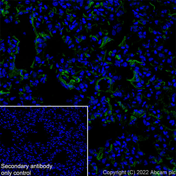 Immunohistochemistry (Frozen sections) - Anti-Elastin antibody [EPR26834-89] (ab307150), expandable thumbnail