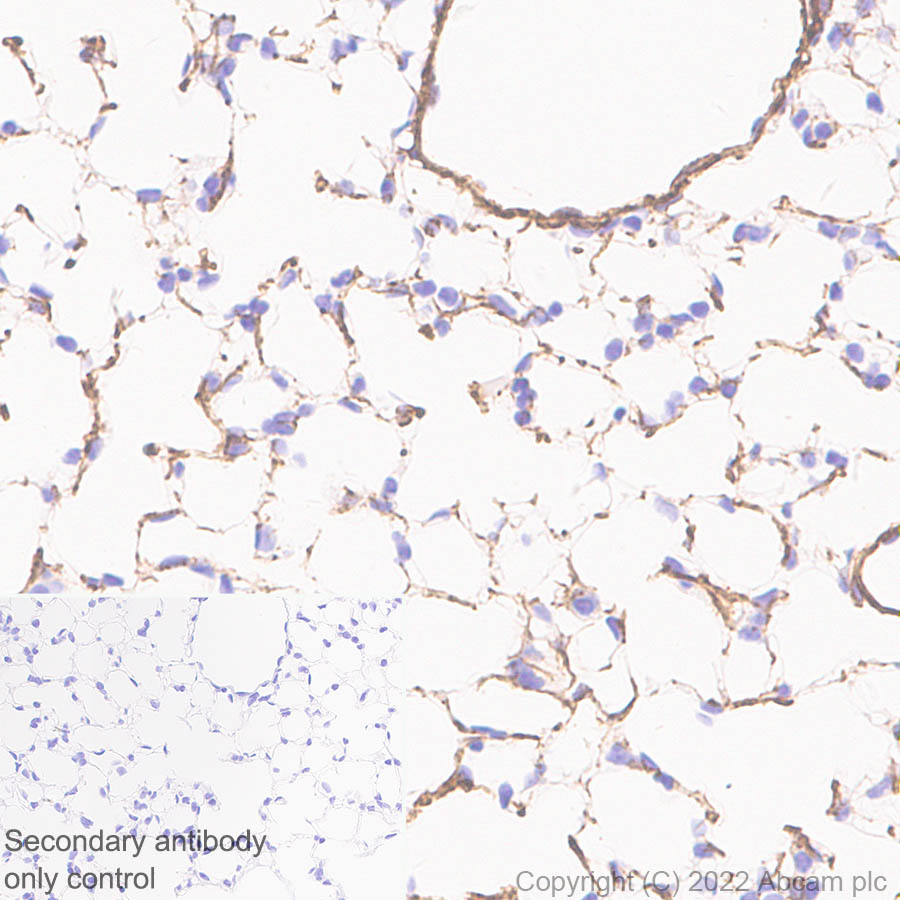 Immunohistochemistry - Anti-Elastin antibody [EPR26834-89] (AB307150), expandable thumbnail