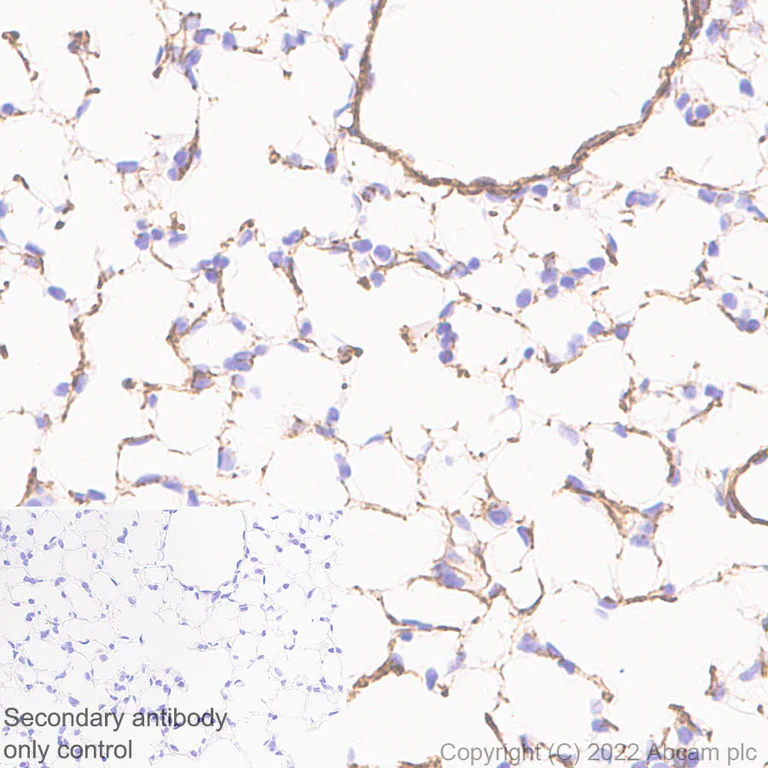 Immunohistochemistry - Anti-Elastin antibody [EPR26834-89] (AB307150)