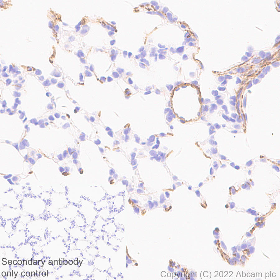Immunohistochemistry - Anti-Elastin antibody [EPR26834-89] (AB307150), expandable thumbnail