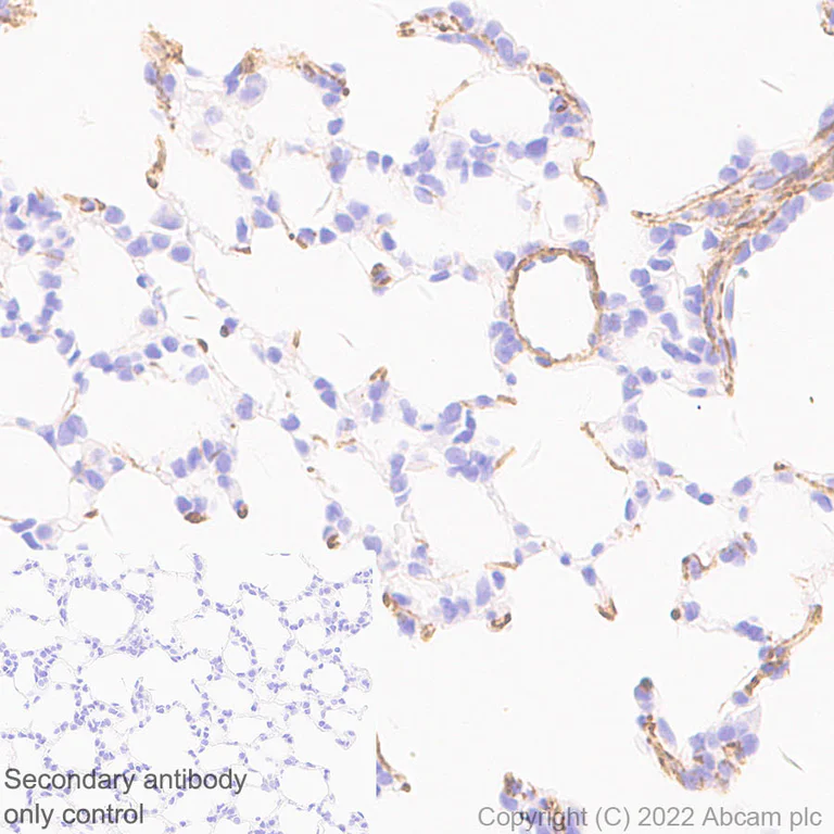Immunohistochemistry - Anti-Elastin antibody [EPR26834-89] (AB307150)