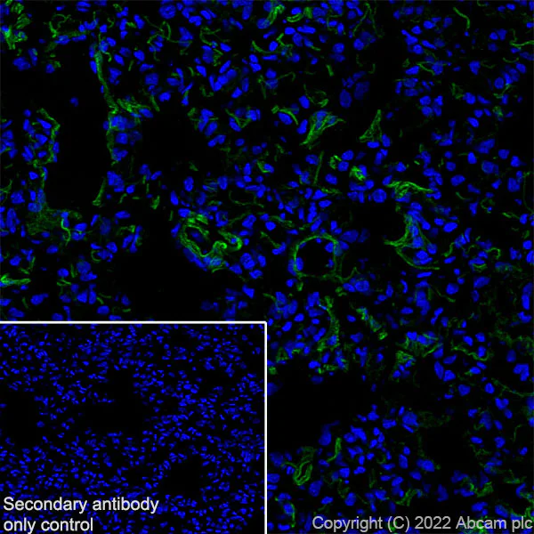 Immunohistochemistry (Frozen sections) - Anti-Elastin antibody [EPR26834-89] - BSA and Azide free (AB307151)