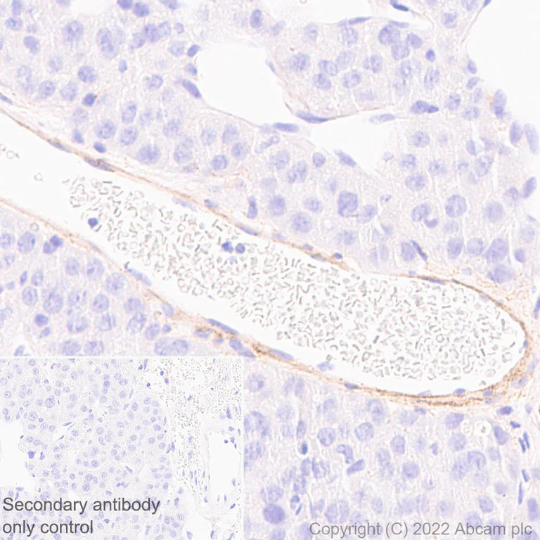 Immunohistochemistry - Anti-Elastin antibody [EPR26834-89] - BSA and Azide free (AB307151)