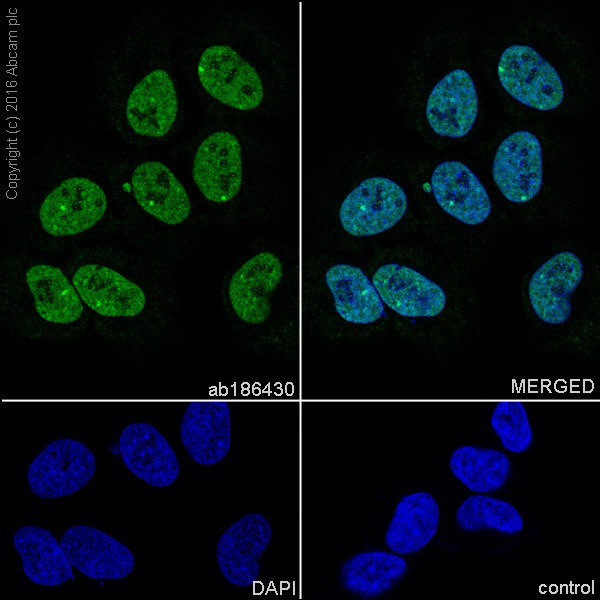 Anti-Elav-type RNA-binding protein ETR3 antibody [EPR13374-2]